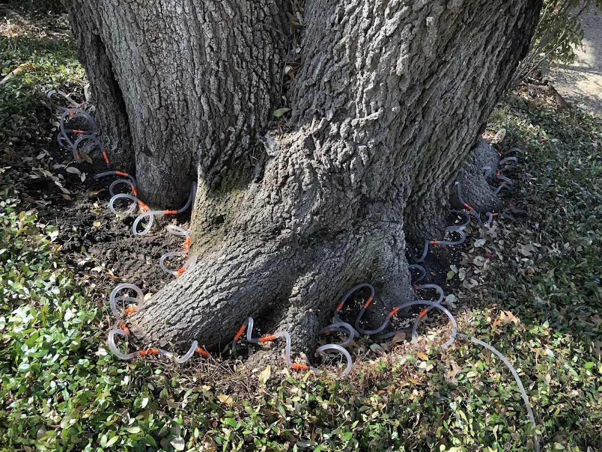Detailed Tree Cabling and Bracing job site in Saint Anthony